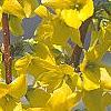 Forsythia 'Fiesta', flowers