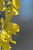 Forsythia 'Fiesta', flowers