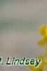 Forsythia 'Fiesta', flowers