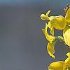 Forsythia 'Fiesta', flowers