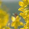 Forsythia 'Fiesta', flowers