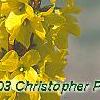 Forsythia 'Fiesta', flowers