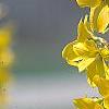 Forsythia 'Fiesta', flowers