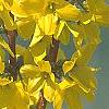 Forsythia 'Fiesta', flowers