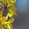 Forsythia 'Fiesta', flowers
