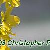 Forsythia 'Fiesta', flowers