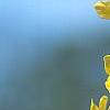 Forsythia 'Fiesta', flowers