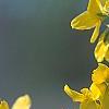 Forsythia 'Fiesta', flowers