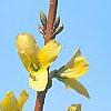 Forsythia 'Fiesta', flowers