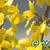 Forsythia 'Fiesta', flowers