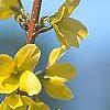 Forsythia 'Fiesta', flowers