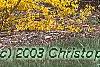 Forsythia 'Golden Times', habit