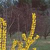 Forsythia 'Golden Times', habit