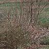 Forsythia 'Golden Times', habit