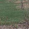 Forsythia 'Golden Times', habit