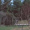 Forsythia 'Golden Times', habit