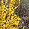 Forsythia 'Golden Times', habit