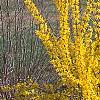 Forsythia 'Golden Times', habit