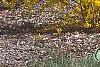 Forsythia 'Golden Times', habit
