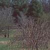 Forsythia 'Golden Times', habit
