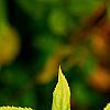 Forsythia 'Golden Times', leaves