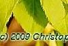 Forsythia 'Golden Times', leaves