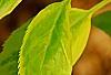 Forsythia 'Golden Times', leaves