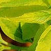 Forsythia 'Golden Times', leaves