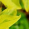 Forsythia 'Golden Times', leaves