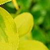 Forsythia 'Golden Times', leaves