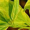 Forsythia 'Golden Times', leaves