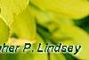 Forsythia 'Golden Times', leaves