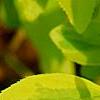 Forsythia 'Golden Times', leaves