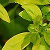 Forsythia 'Golden Times', leaves