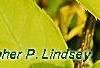 Forsythia 'Golden Times', leaves