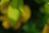 Forsythia 'Golden Times', leaves