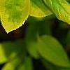 Forsythia 'Golden Times', leaves