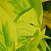 Forsythia 'Golden Times', leaves