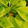 Forsythia 'Golden Times', leaves