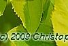 Forsythia 'Golden Times', leaves