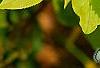 Forsythia 'Golden Times', leaves