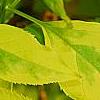 Forsythia 'Golden Times', leaves