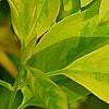Forsythia 'Golden Times', leaves