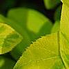 Forsythia 'Golden Times', leaves