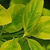 Forsythia 'Golden Times', leaves