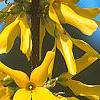 Forsythia 'Golden Times', flowers