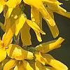 Forsythia 'Golden Times', flowers