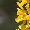 Forsythia 'Golden Times', flowers