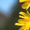 Forsythia 'Golden Times', flowers