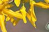 Forsythia 'Golden Times', flowers